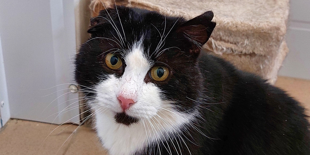 Кот ПАШТЕТ ищет дом🏡