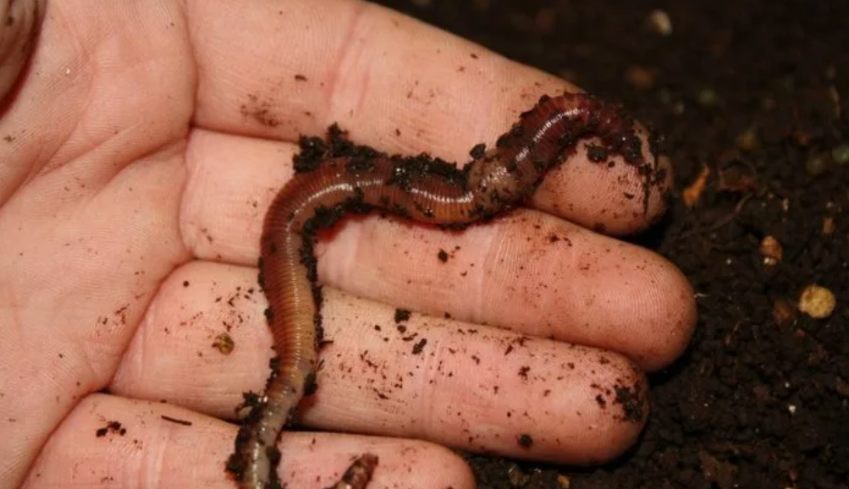 Почему червь для рыбалки не работает. Как просто сделать из червя уловистую наживку на карася