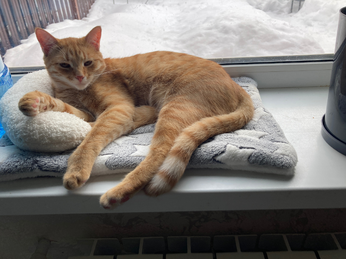 Довольный жизнью 