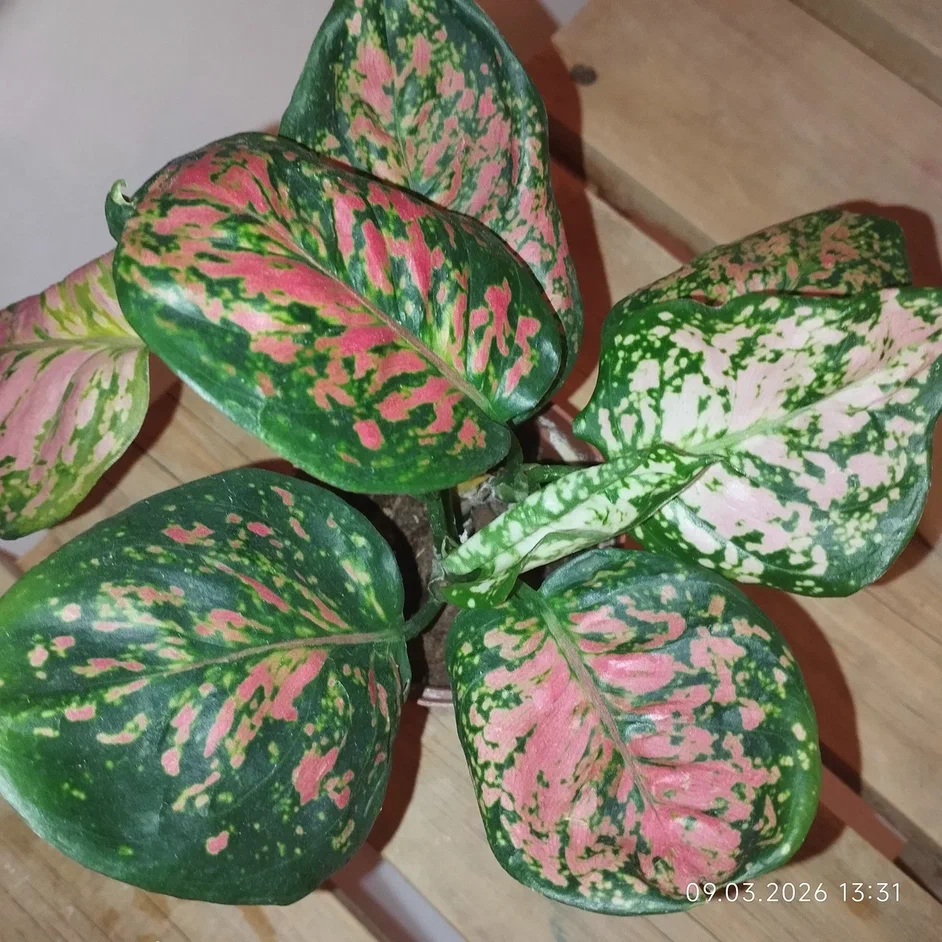 Моя вторая Аньямани Нэрроу, которая совсем не похожа на первую, но похожа на картинки из инета, даже штрих код один и тот же