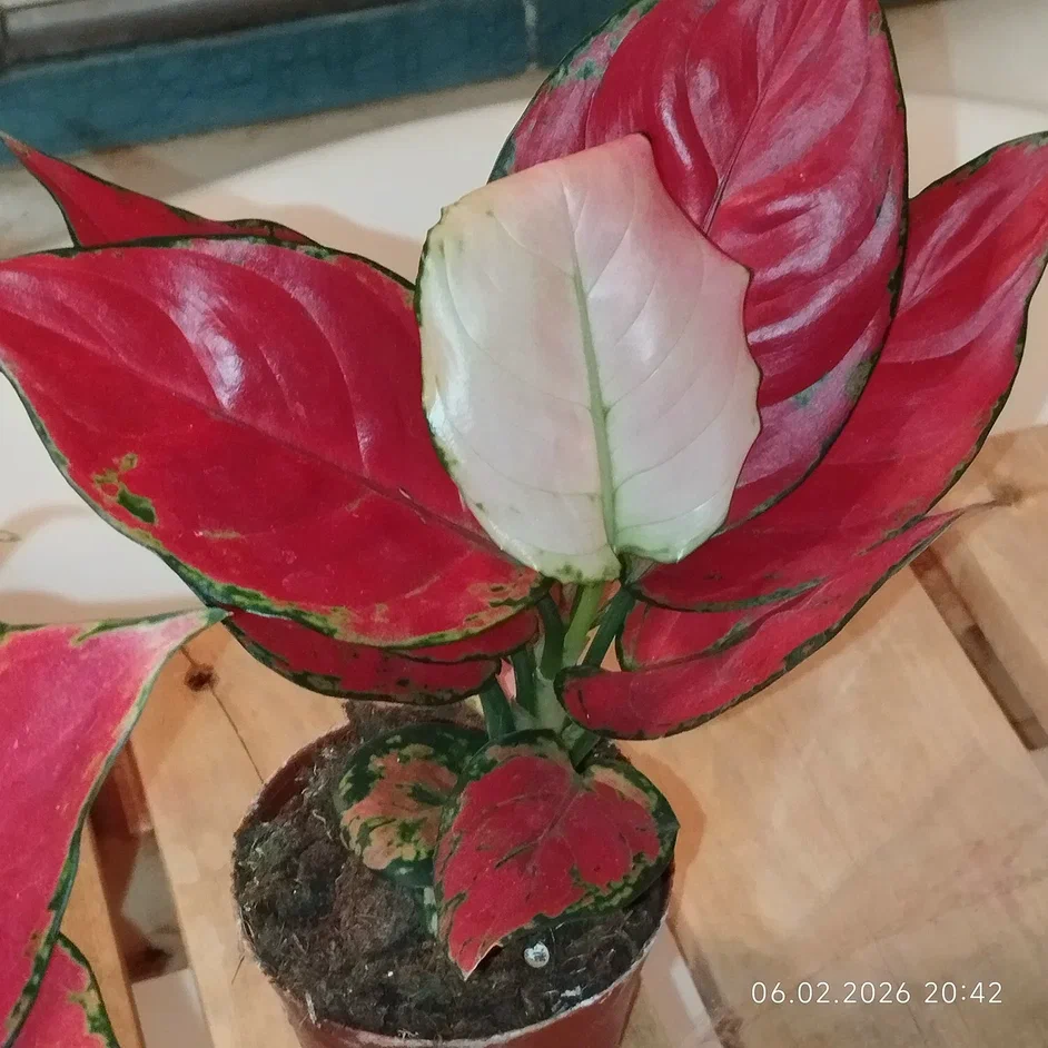 Моя первая Аньямани Нэрроу, купленная там же