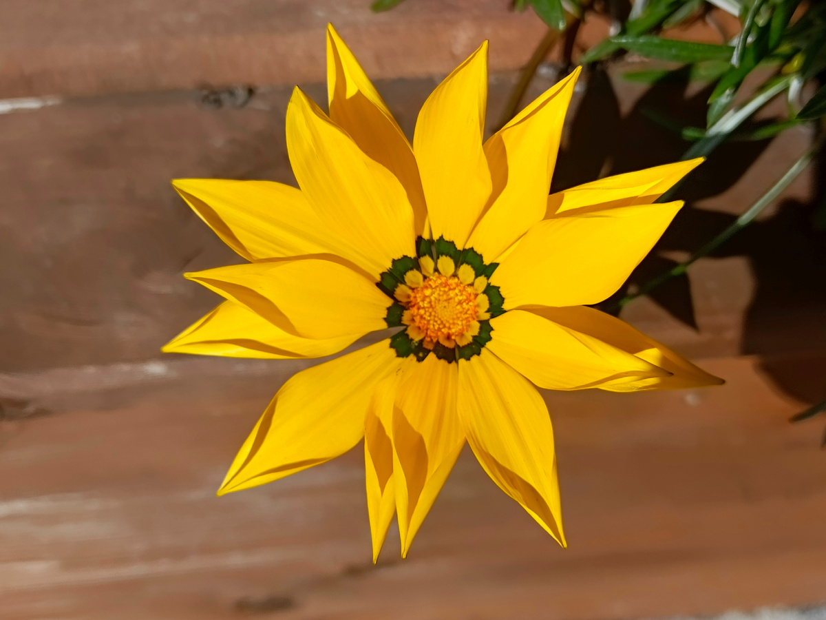 Адлер, Гацания (газания, африканская ромашка) — цветок из семейства астровых, март 2026 года