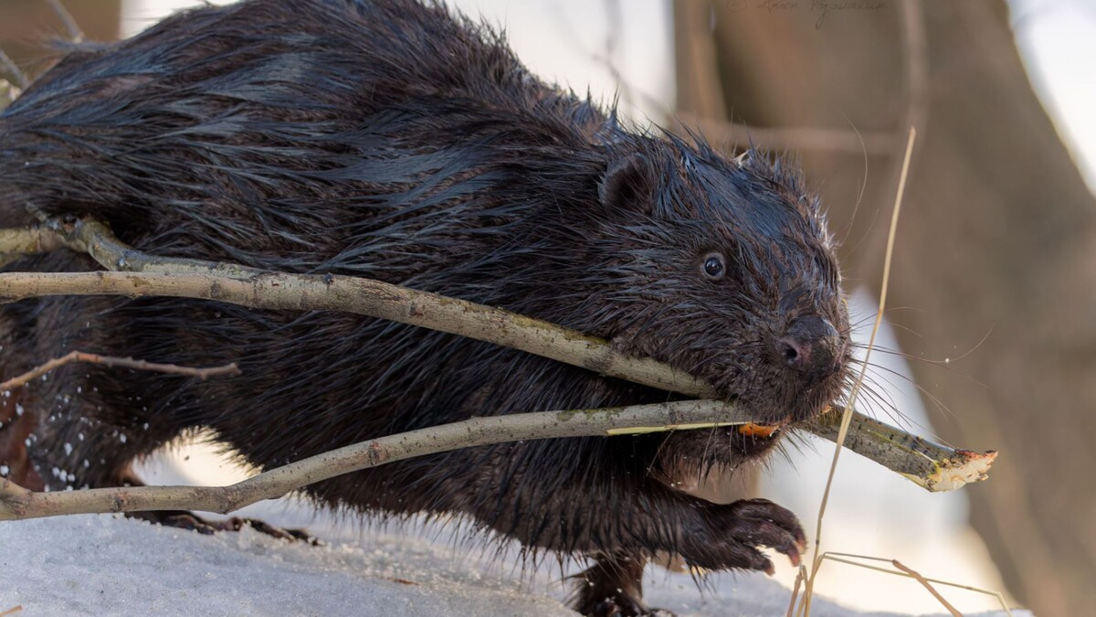   Антон Кубышкин / t.me/piteronline1