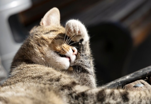 Фото из Интернета. 