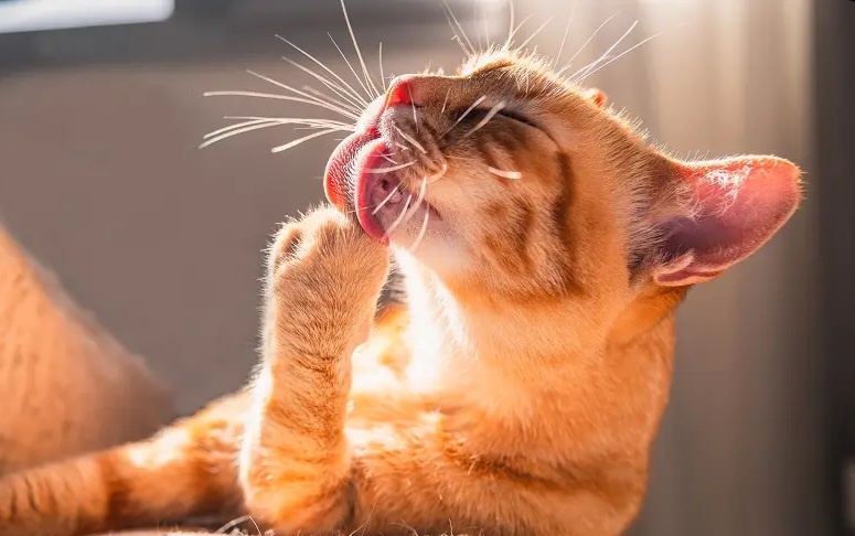 Фото из Интернета. 