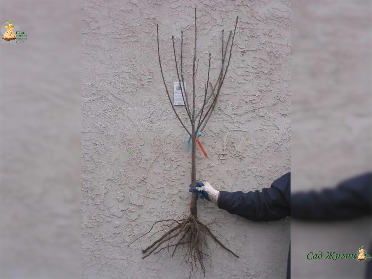 Здоровая корневая система — главный признак жизнеспособного саженца