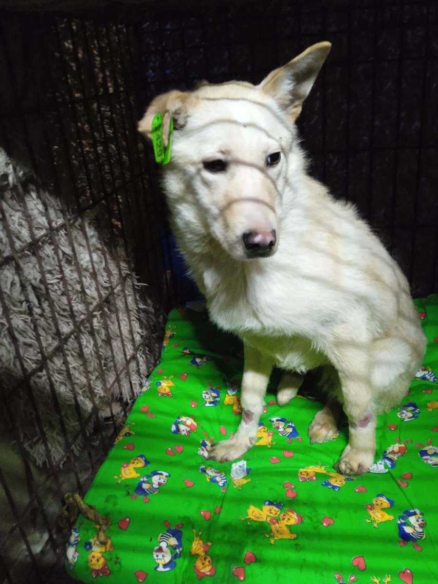 Это Зевс Помните пёсика, которого нашли на улице замерзающего в сильные морозы. Думали, что все у него может закончится плохо, но мальчик всё пережил, травмы на лапках зажили, он потерял часть языка, но приспособился, сам ест и пьёт.