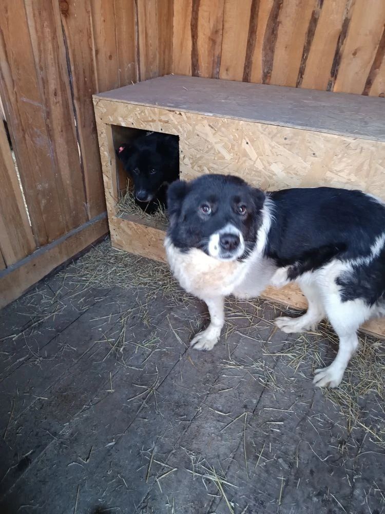 Начали пересажтвать собак из вет.блока в вольеры. На фотографии девочка, у неё три лапки, но это не мешает ей жить полноценно, в будке лежит её сосед по вольеру, пожилой пёсик. В вольере собачкам более просторно и комфортно.