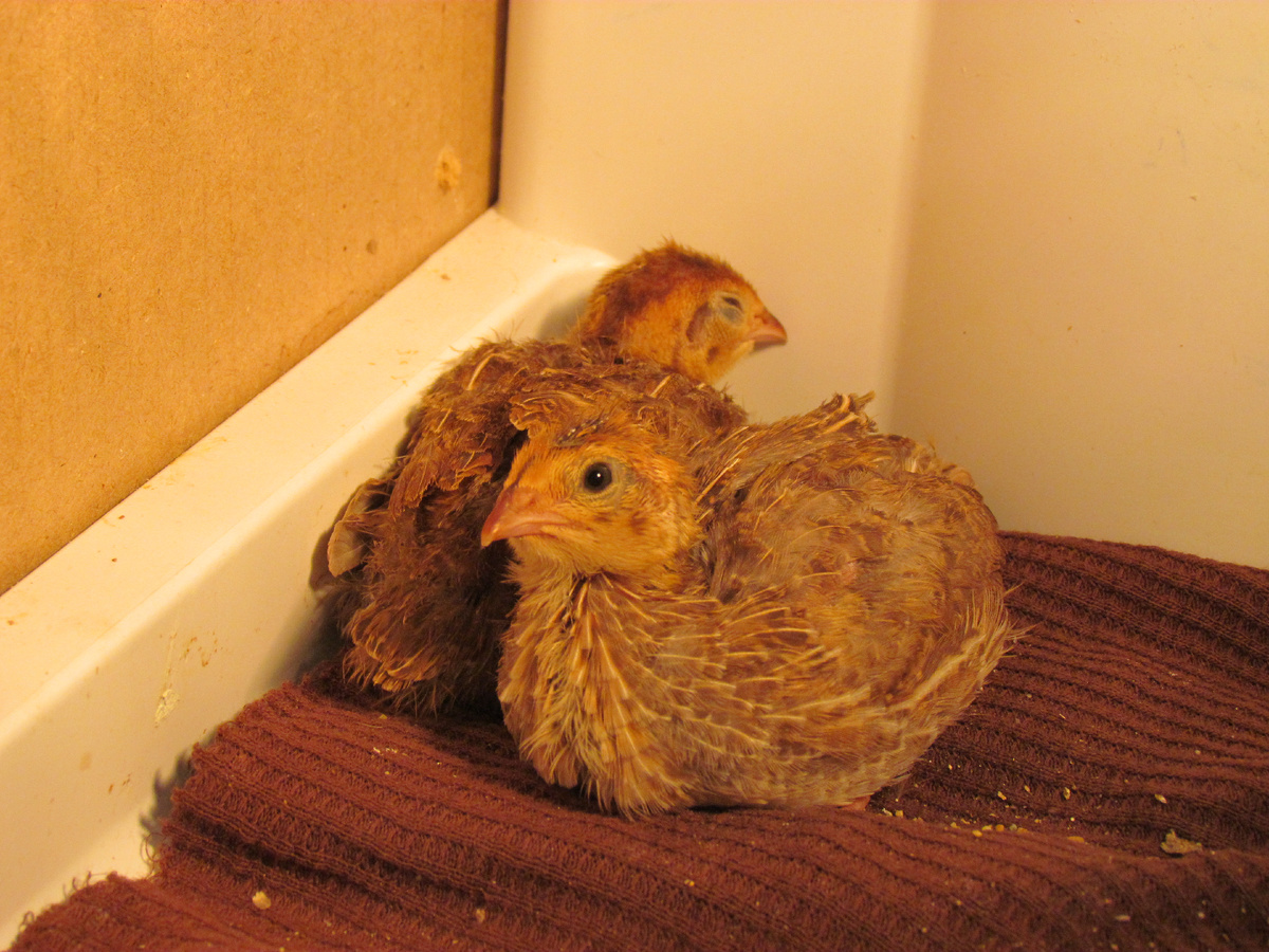 А мы росли, росли...