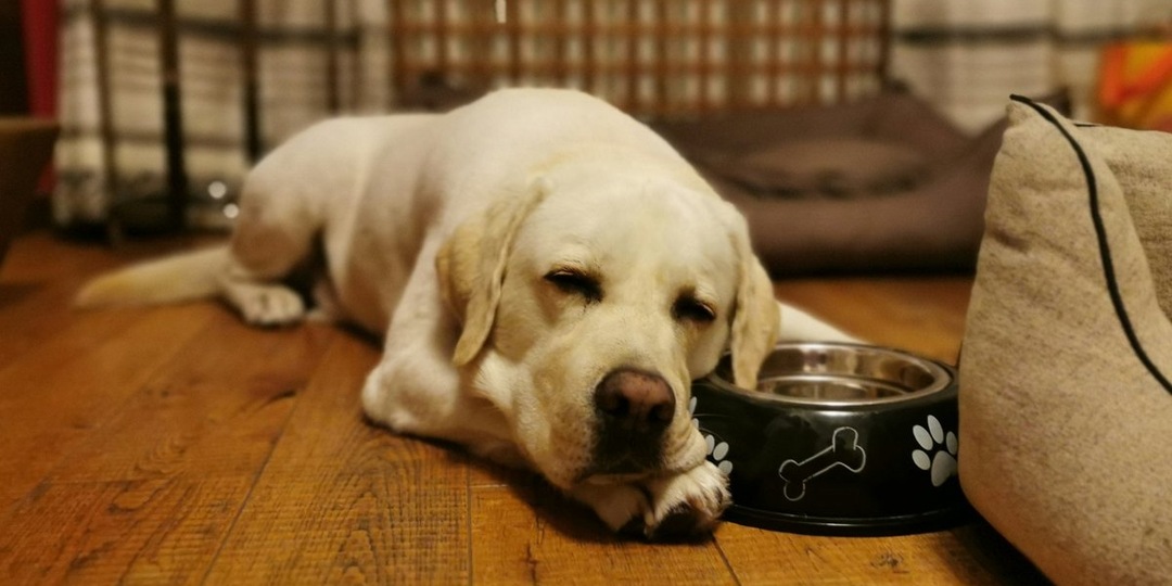 УЗИ желудка собаке: показания и способ проведения процедуры