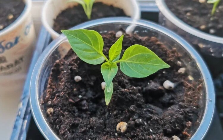    Фото: Лукьянов Дмитрий, AgroXXI.ru