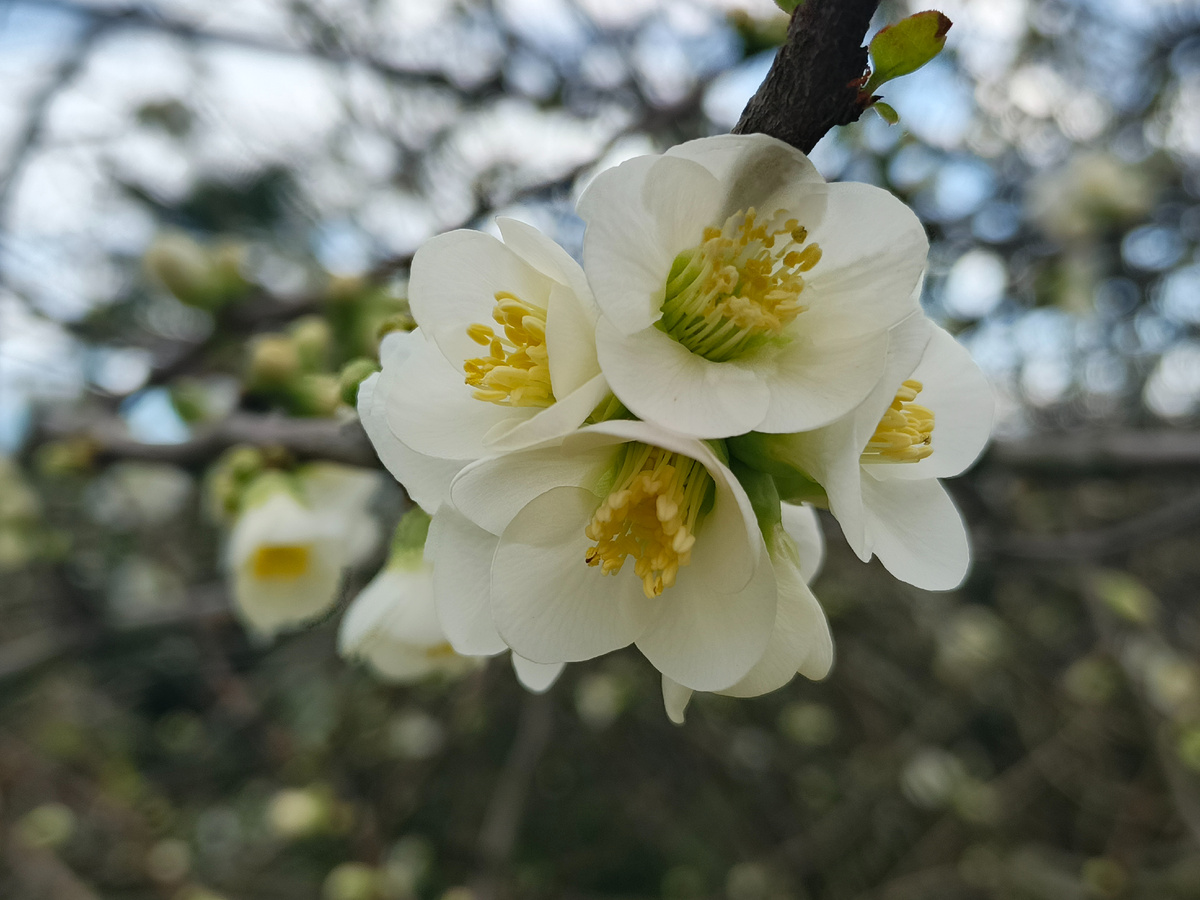 ФТ Сириус, Вишня мелкопильчатая (сакура), март 2026 года