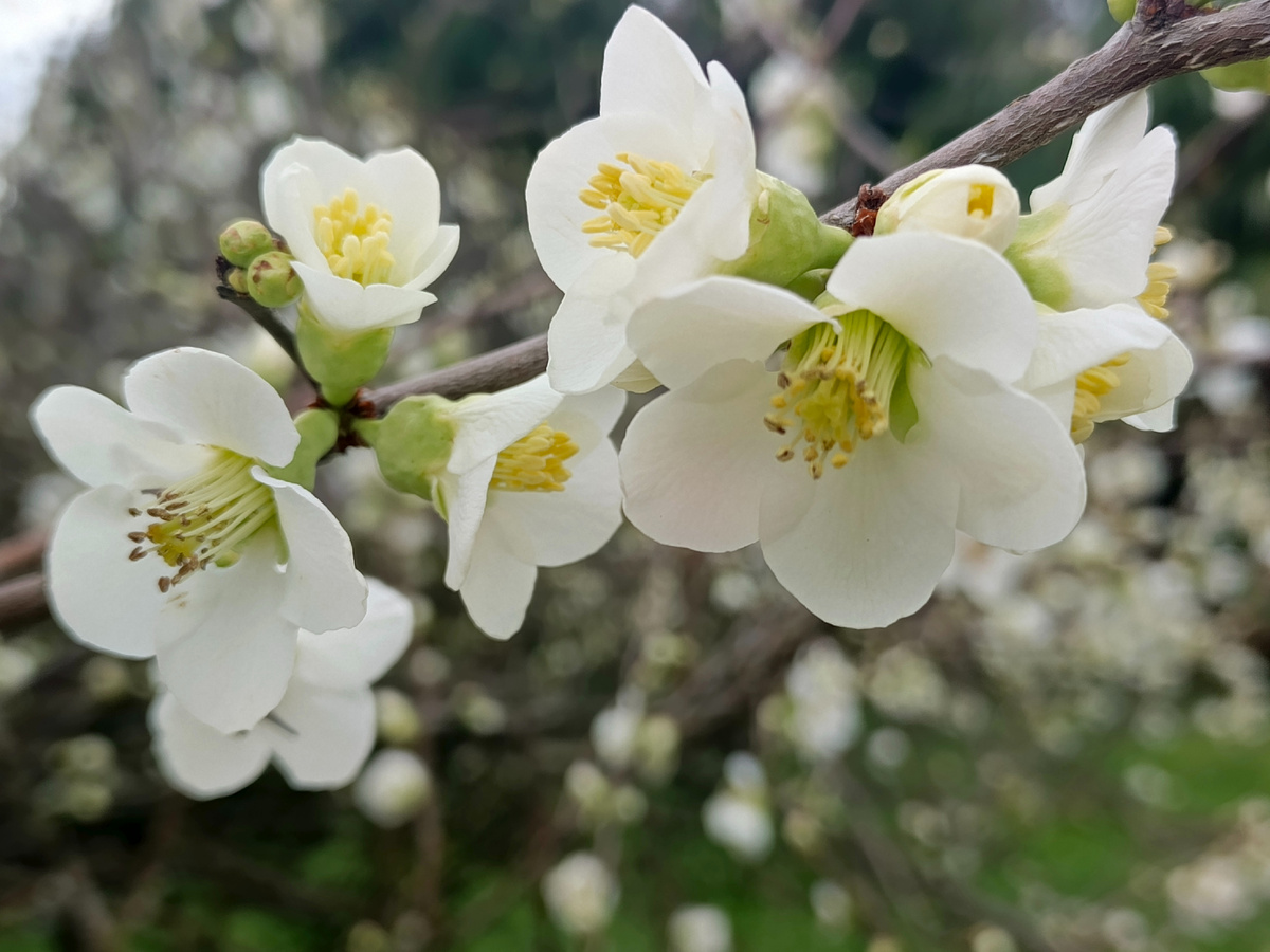 ФТ Сириус, Вишня мелкопильчатая (сакура), март 2026 года