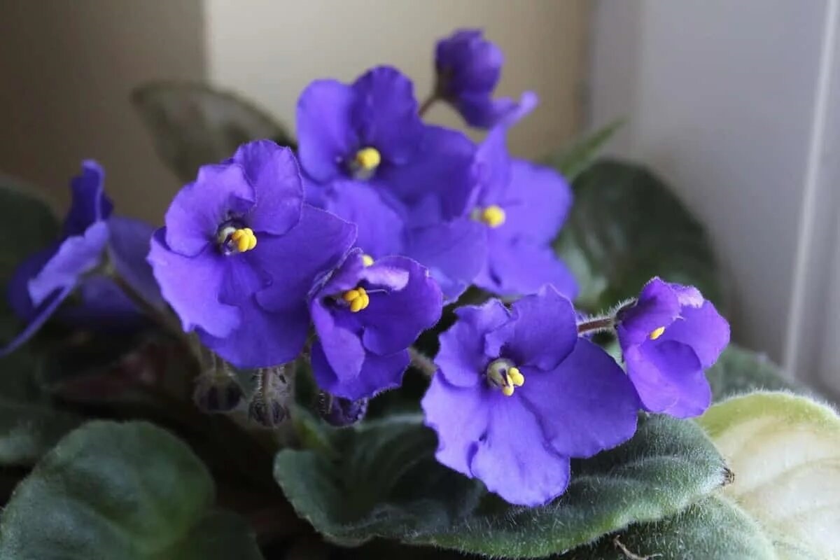 Фото с сайта: https://storage.googleapis.com/dcblgpbpaekare/do-african-violet-flowers-die.html