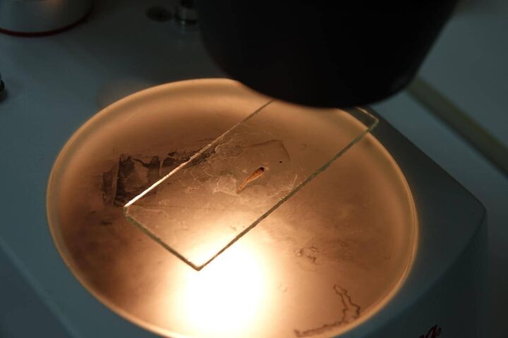 Новая рыба стремительно захватывает дельту Волги. Что с ней не так