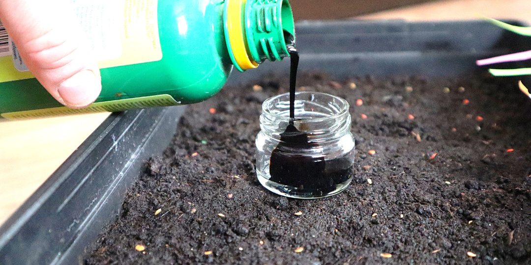 В марте посадите помидоры на рассаду по этому методу, чтобы получить крепкие и компактные растения.