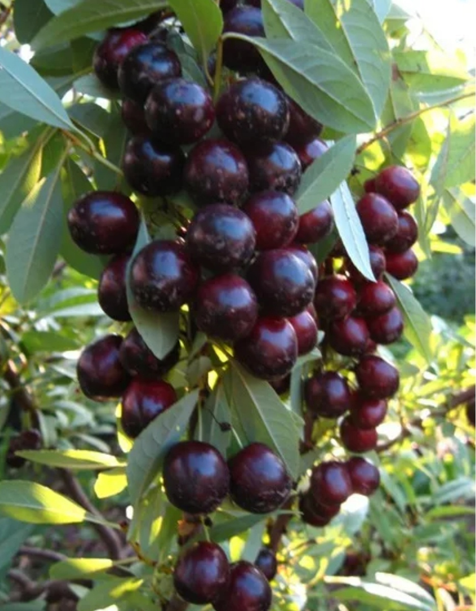 Фото из интернета. Я пока только мечтаю о такой вкусняшке