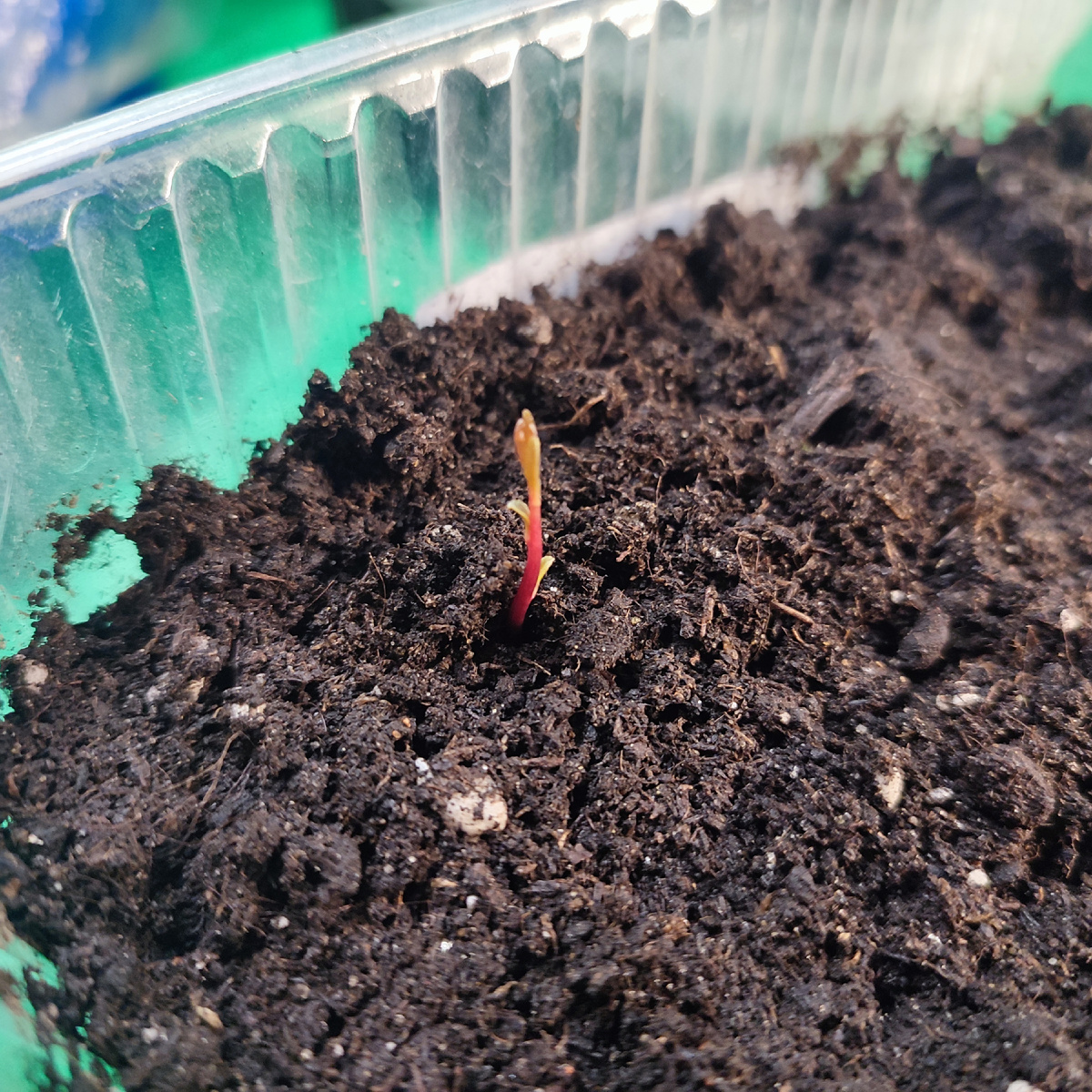 Взошла вишня Бессея 1 марта 