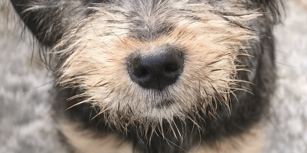 Страшно подумать, что этот брошенный щенок так и вырастет ничейный...