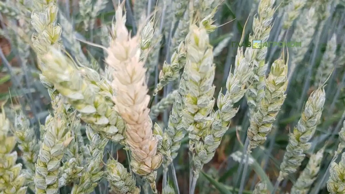 Фото:© Светлана Бойко / Glavagronom.ru
Создана методика диагностики болезней сельхозрастений на бессимптомной стадии