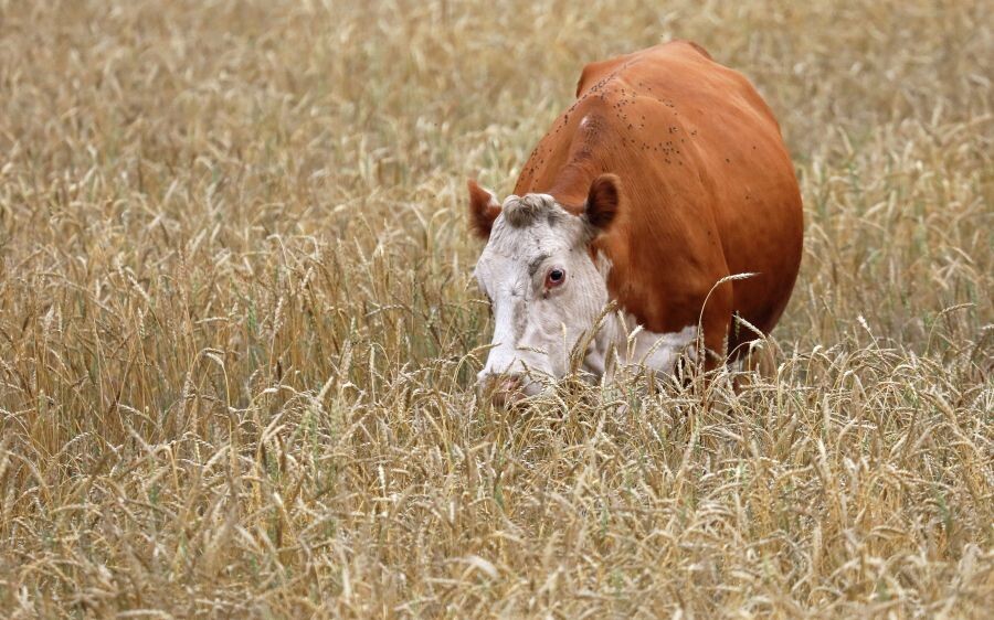     / Источник: © Илья Наймушин/РИА Новости