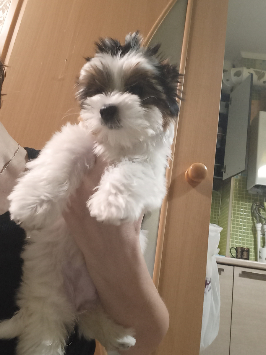 Снежинка - Бивер - йорк