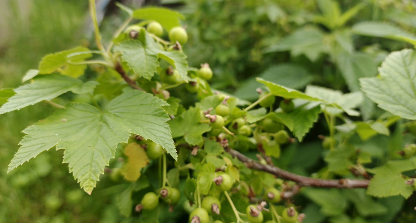    фото smilekaluga.ru