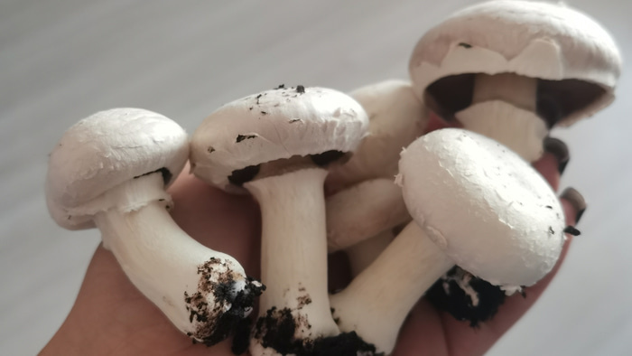    Фото: vk.ru/omskmushroom