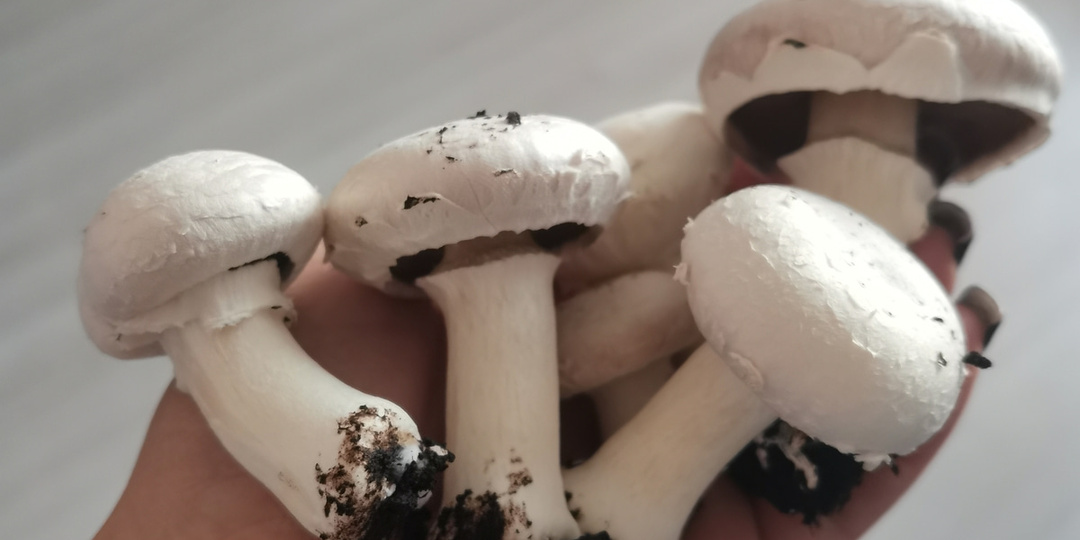 У омички в квартире выросли шампиньоны