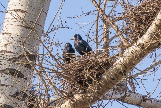 Правда ли, что разрушать гнезда птиц запрещено законом?