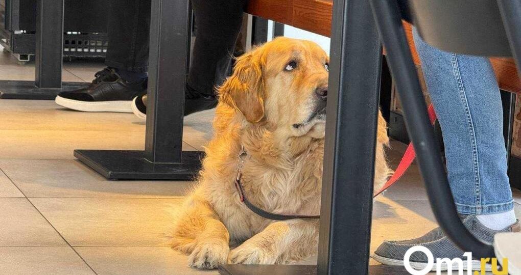 Учёные объяснили, как именно собаки «читают мысли» омичей