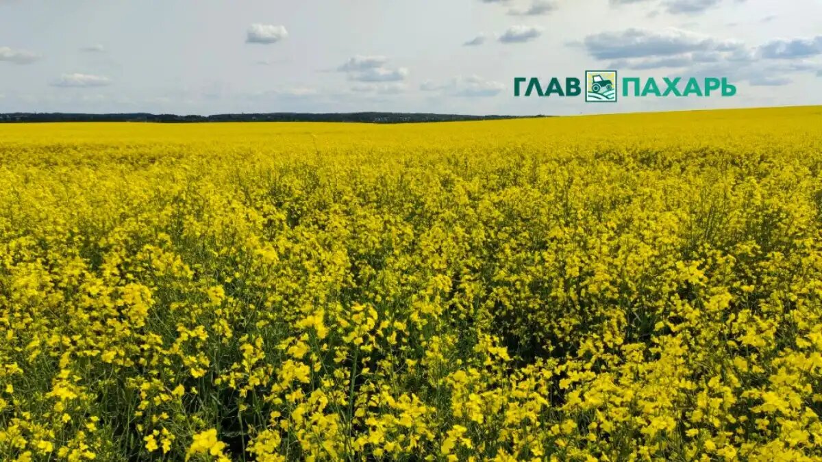 Фото: © Анна Кислекова / Glavpahar.ru
Поле с озимым рапсом (фото иллюстративное)