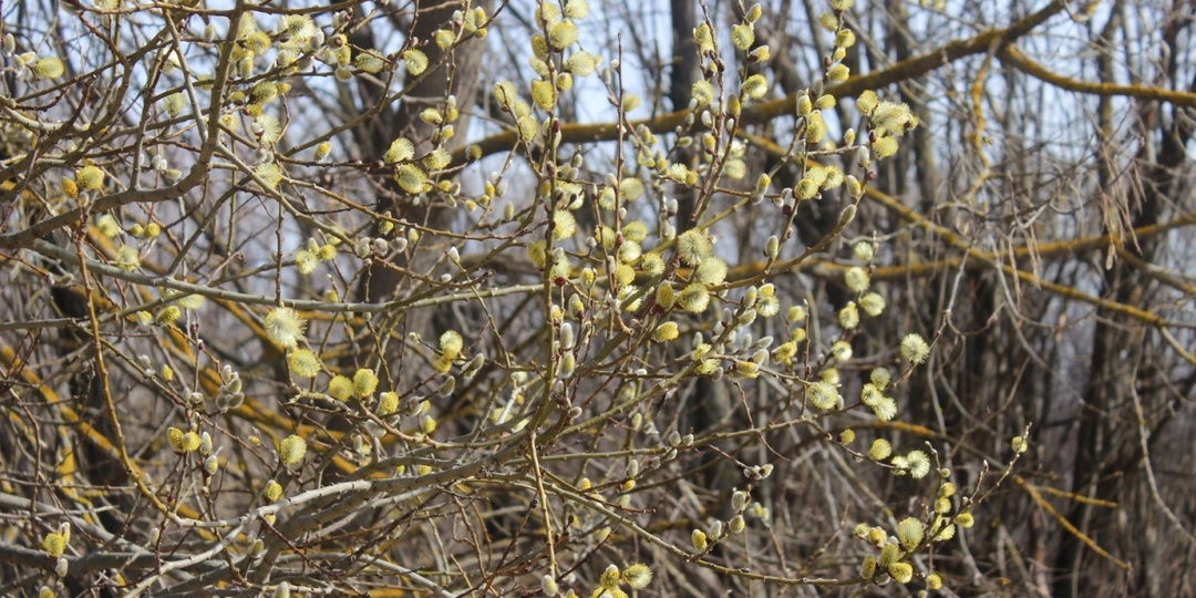 Опубликован прогноз погоды в Нижнем Новгороде на рабочую неделю 10 — 13 марта