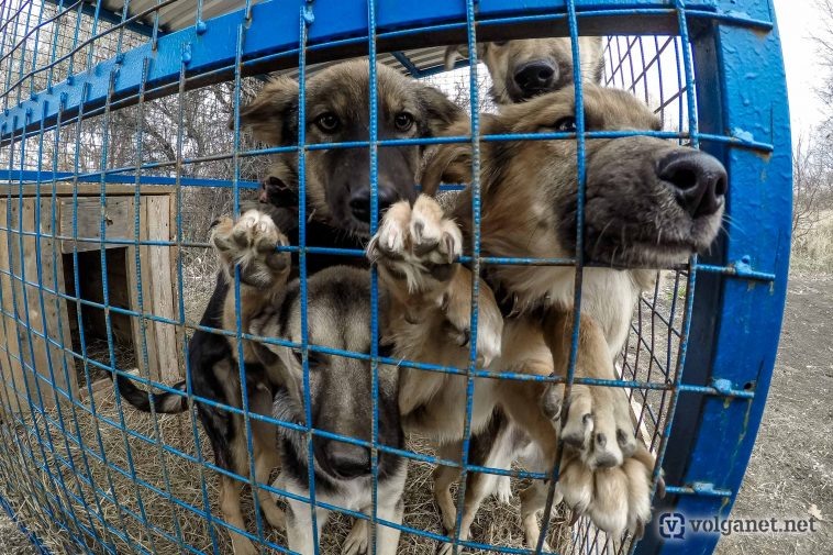 Фото: Алексей Копаев/ Volganet.net