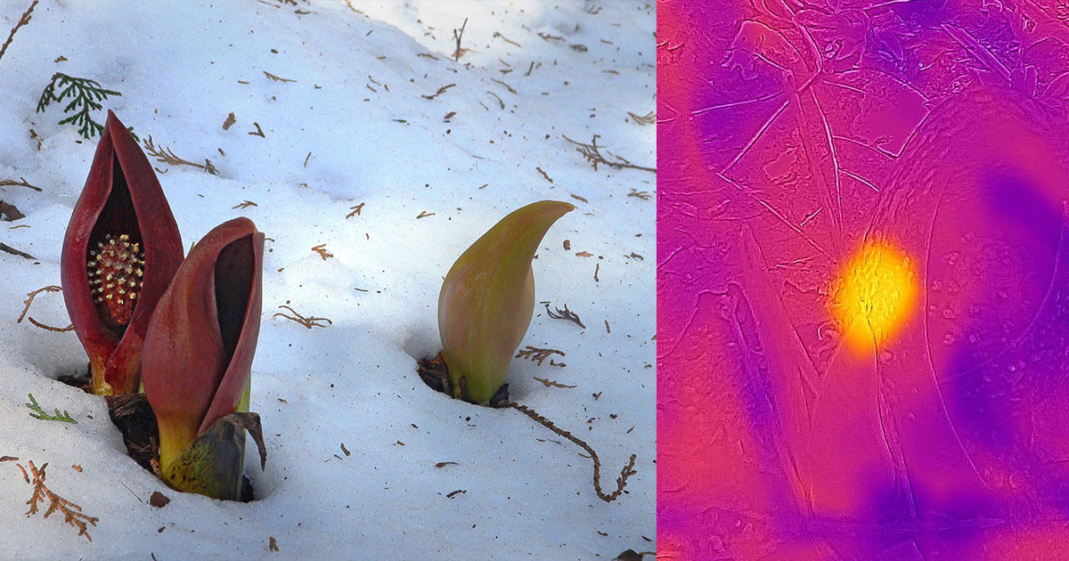 Sakaori & FascinationFox / Wikipedia