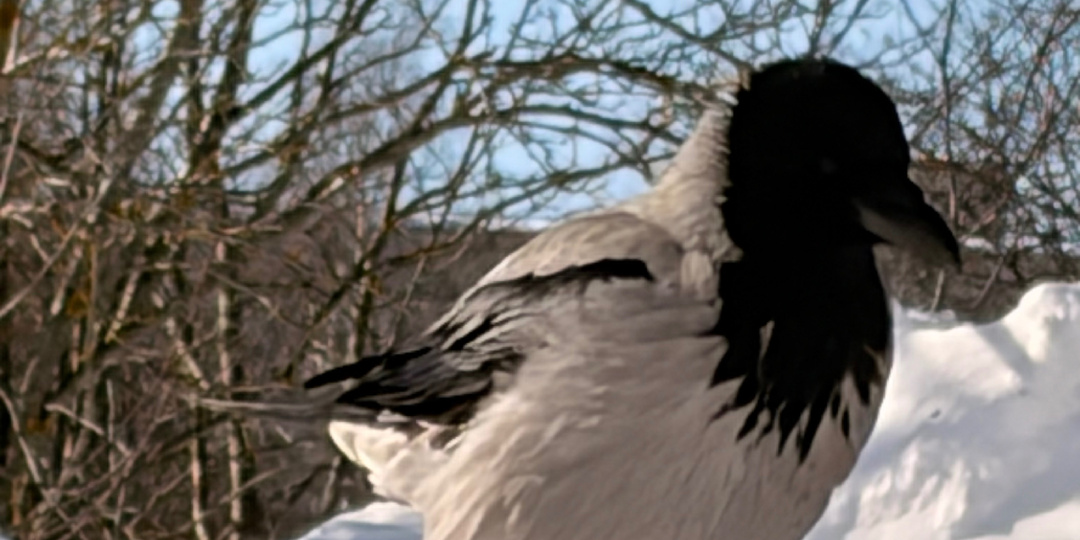 Парк у Дворца-Мемориала в Кирове 9 марта