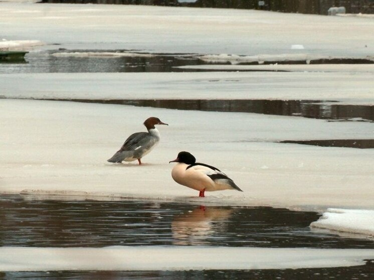     Фото: ТГ-канал Павла Глазкова "Каждой твари по паре"