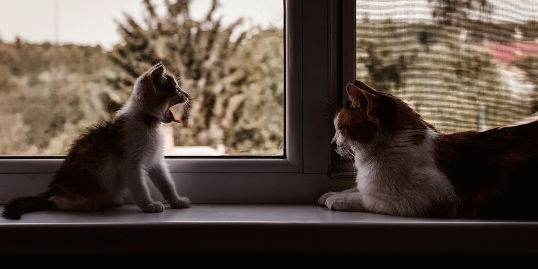 Балкон для кошек: что это и как сделать