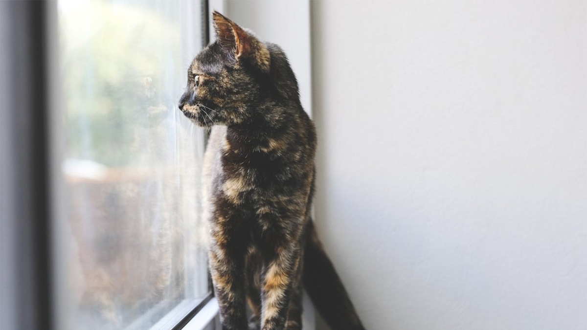    Если ваша кошка обожает сидеть на окне, балкон для нее можно сделать своими руками