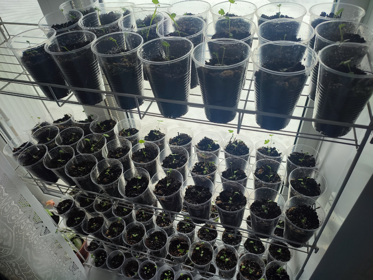 Прострелы живут на стеллаже -небоскрёбе 