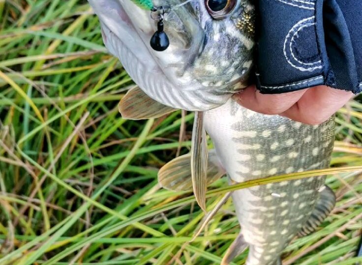 Как я экспериментировал с цветом приманок.