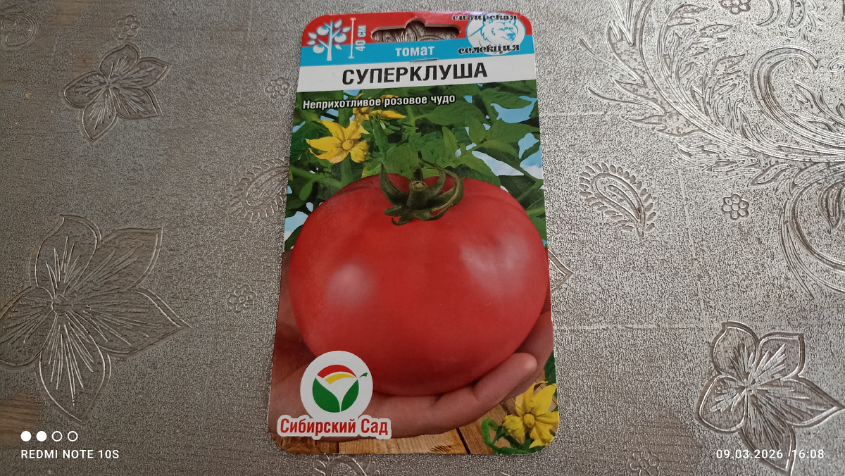 Томат ,, Суперклуша. ,, Фото автора.