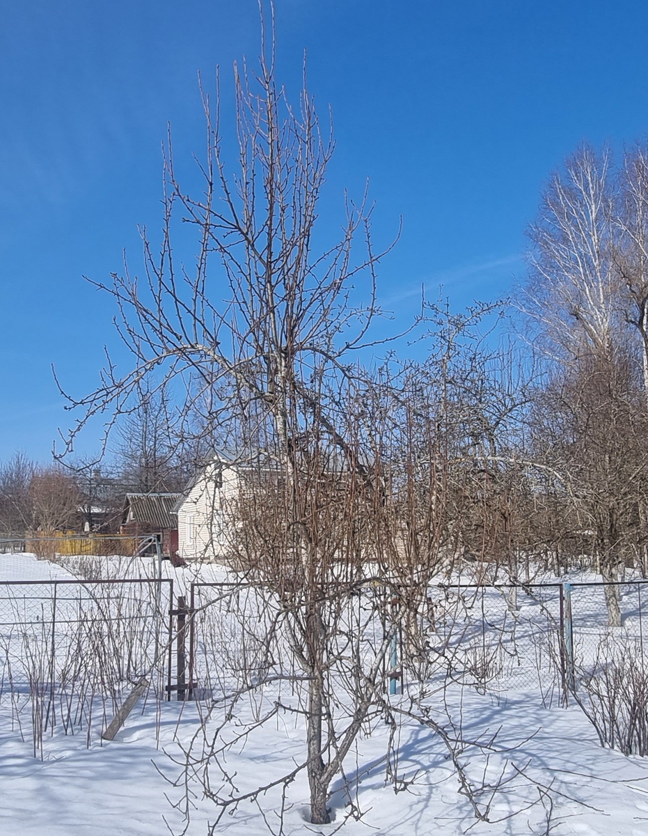 Груша без обрезки. 