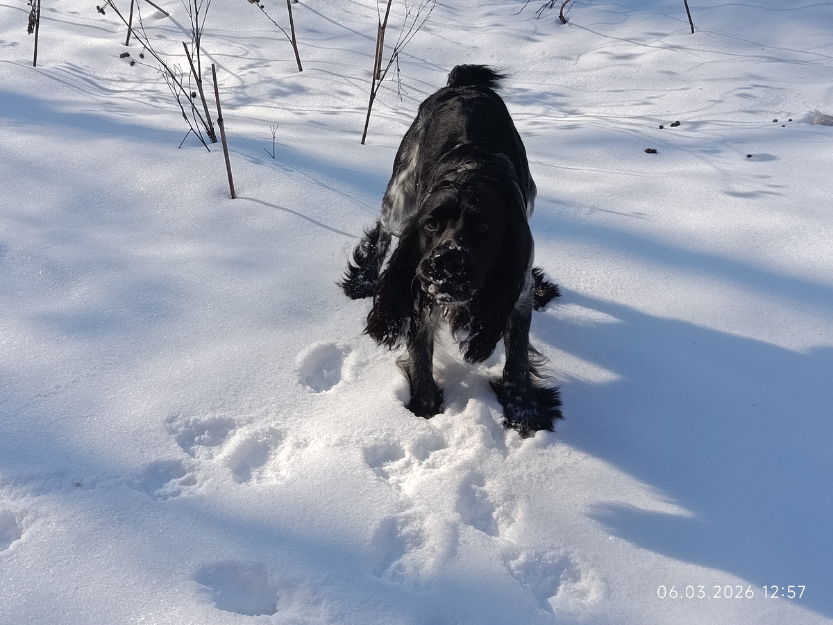 Под Тимом 50см снега. 6 марта 2026 год. Иваново