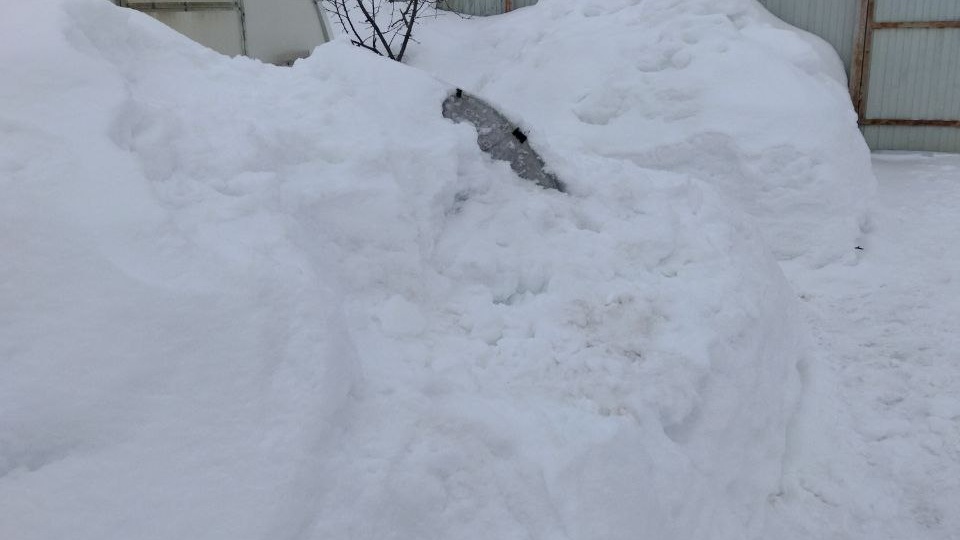 Розы под сугробами: освободили как получилось