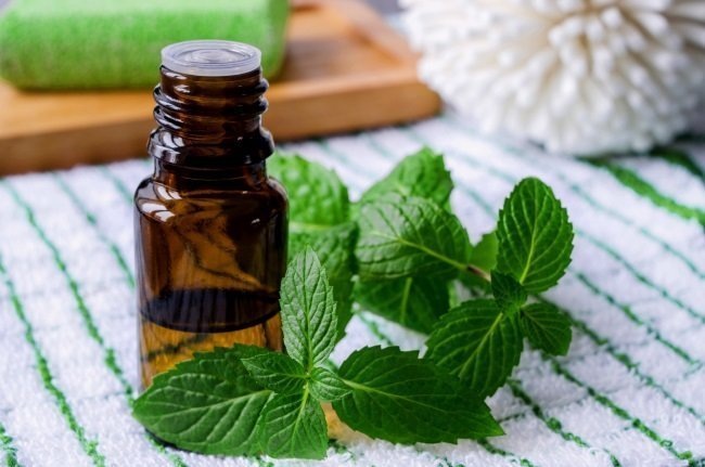 Источник фото: royal-forest.ru