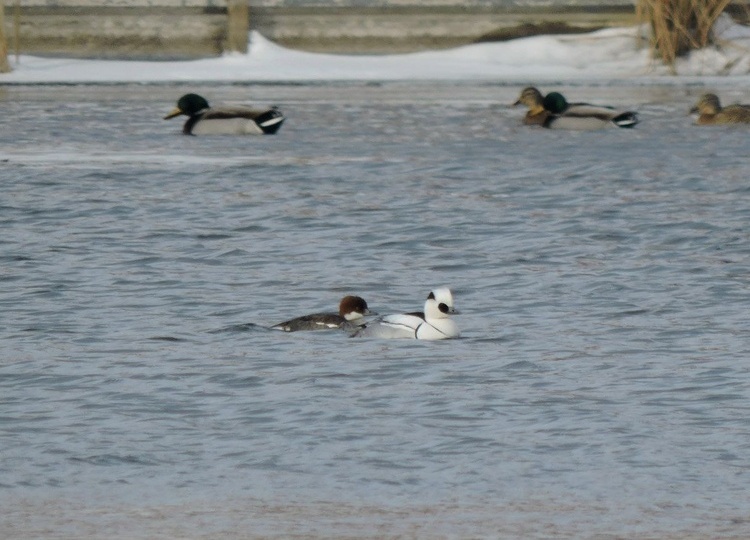 В Курске орнитологи заметили северных птиц
