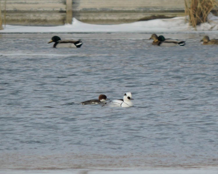     В Курске орнитологи заметили северных птиц