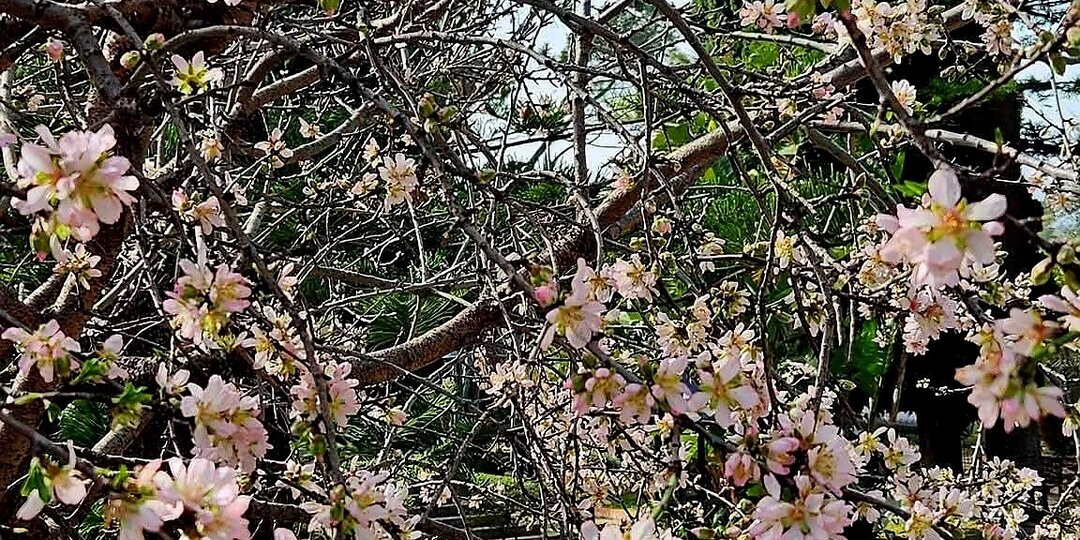 В Крыму цветет миндаль. Стихи о миндале.