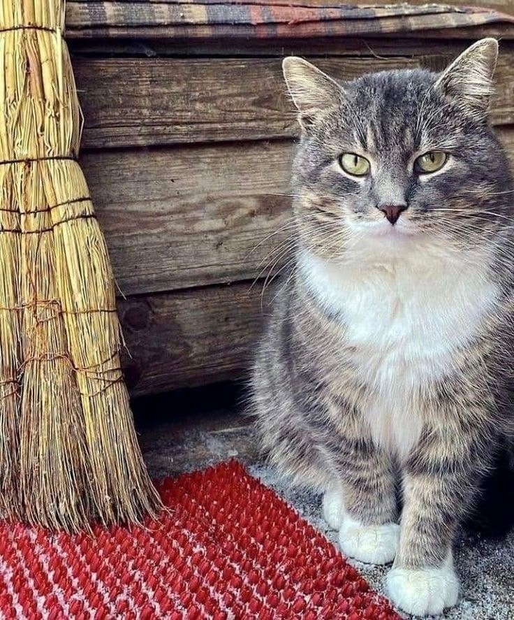 иллюстрация из яндекс картинки.